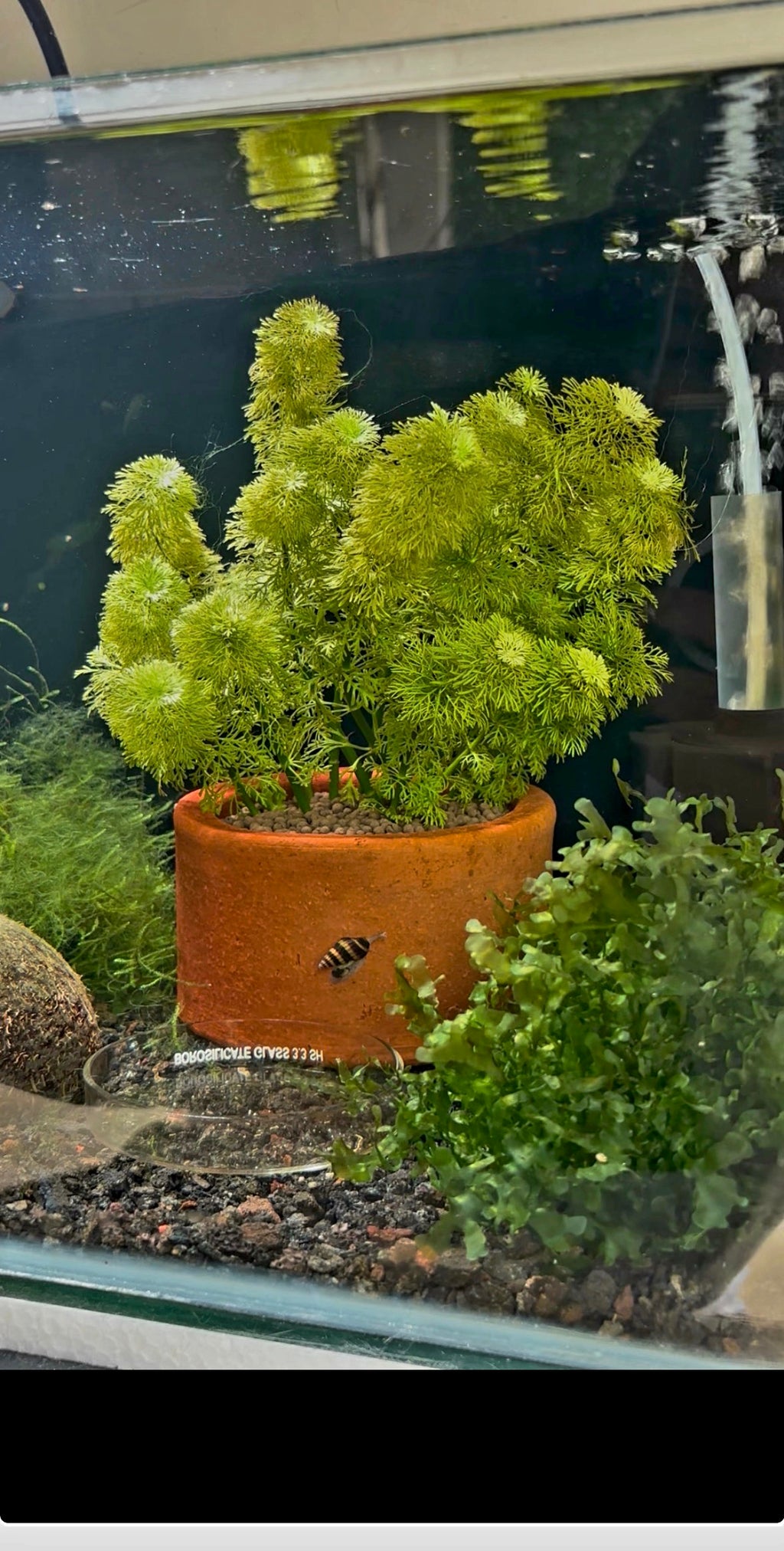 Terracotta - Mini Pot
