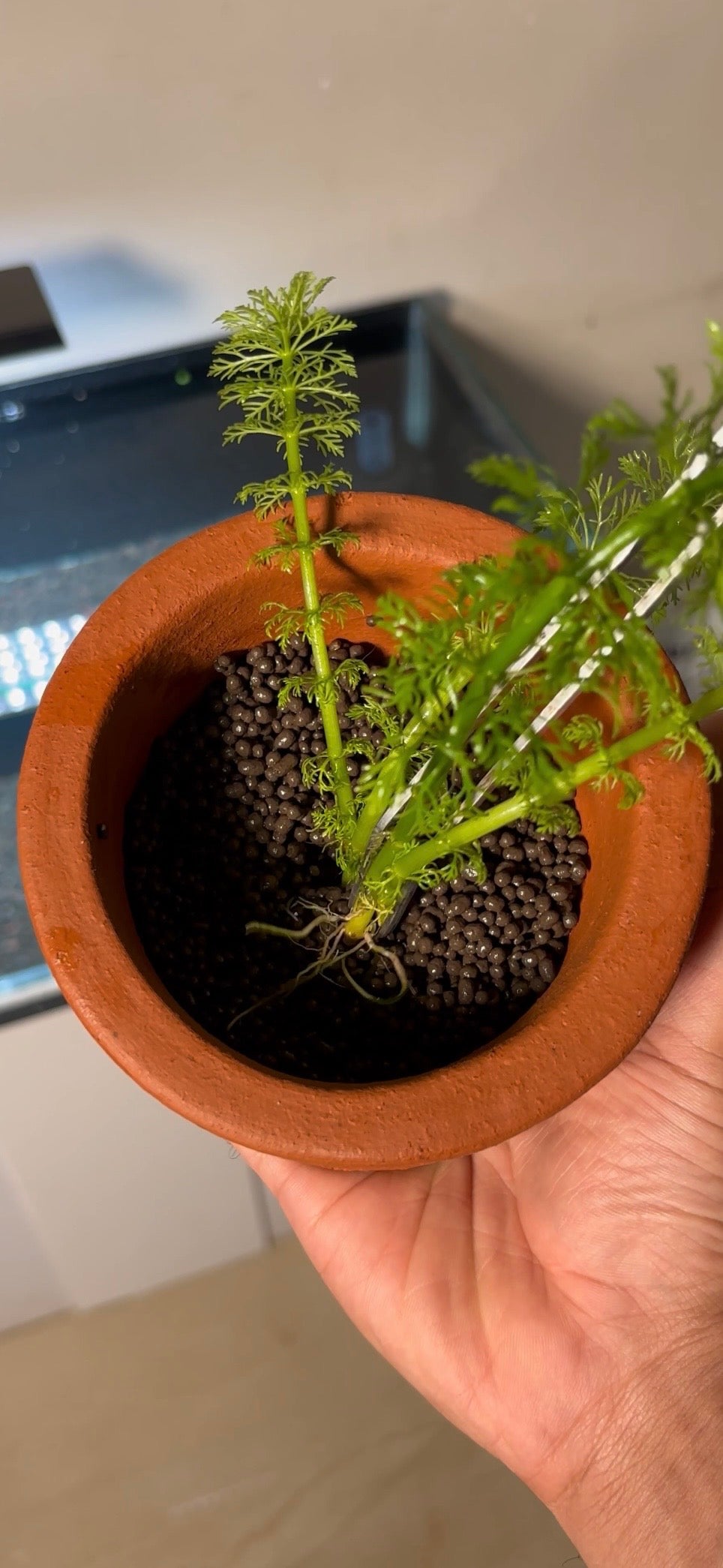 Terracotta - Mini Pot